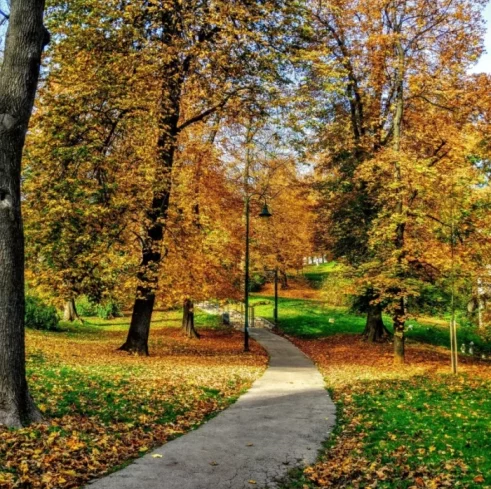 path way through autumn trees